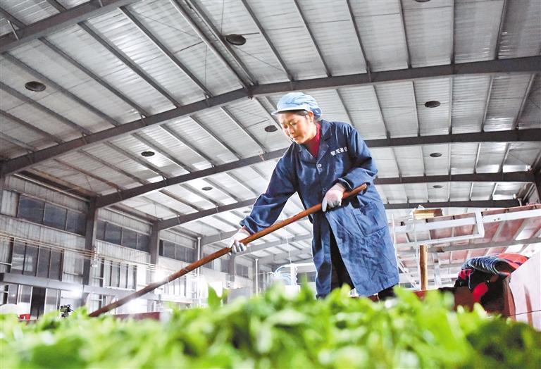 工人在黎平县中潮工业园区亮江茶叶加工生产车间摊晾茶青。 林世祯 摄