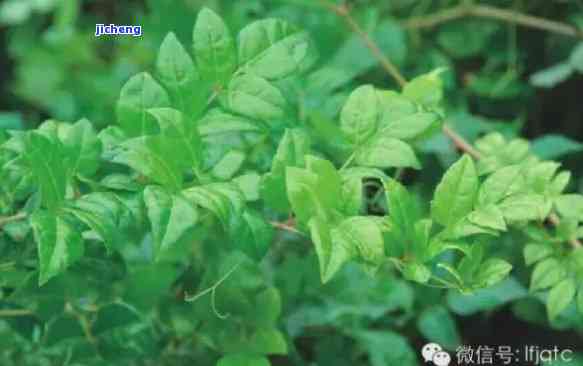南藤茶：功效、作用与价格全解析，文山销售点一览