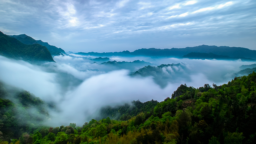 仙寓山富硒野茶灰盒