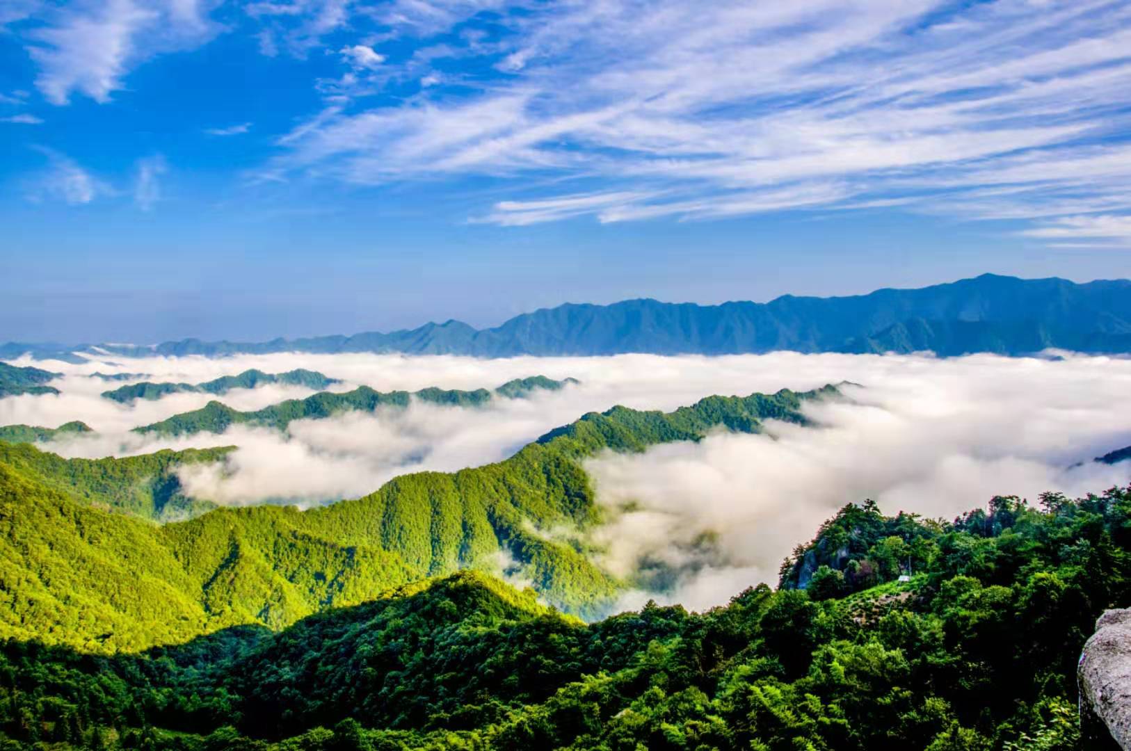 仙寓山富硒野茶灰盒