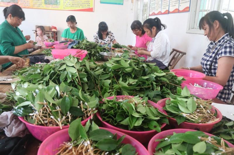 富硒茶籽出油率高吗