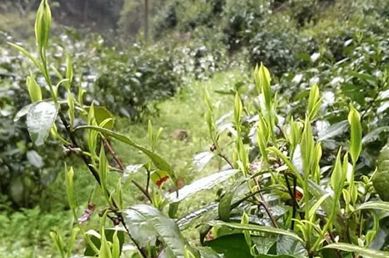 霄坑绿茶好吗，霄坑绿茶档次怎么样？