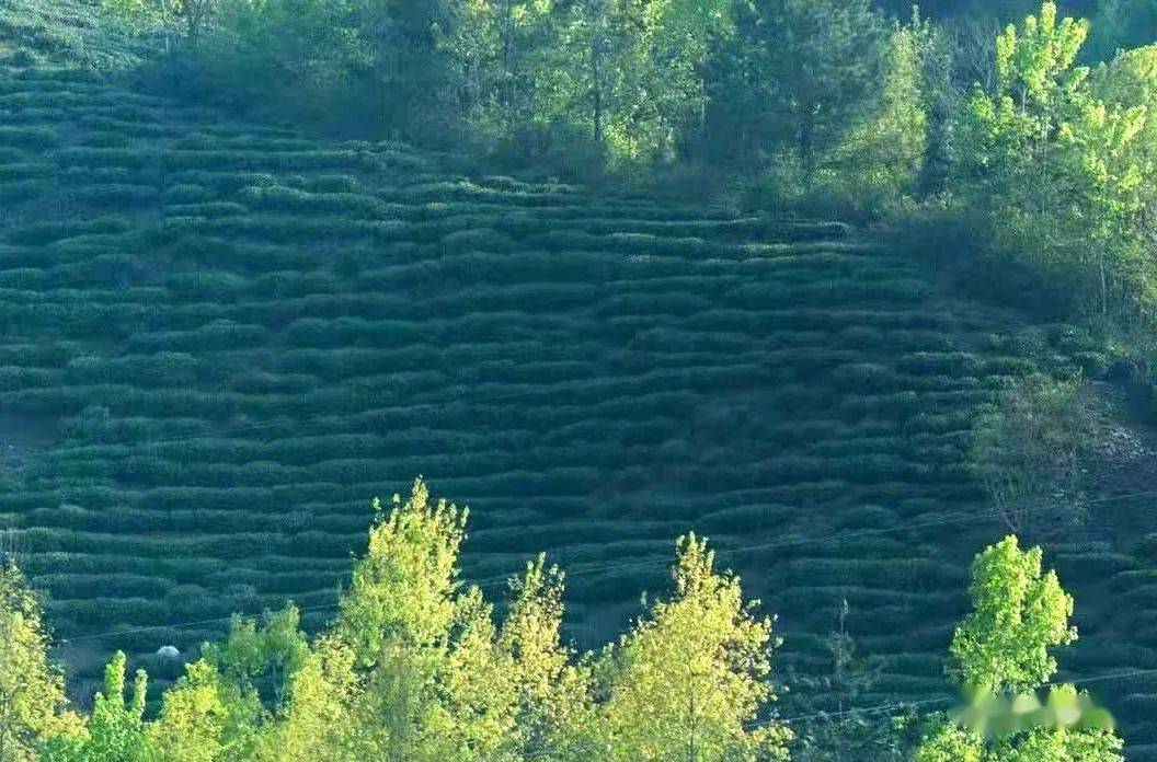 紫阳县向阳镇富硒茶