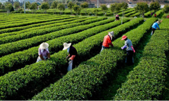 富硒茶多少钱一斤6