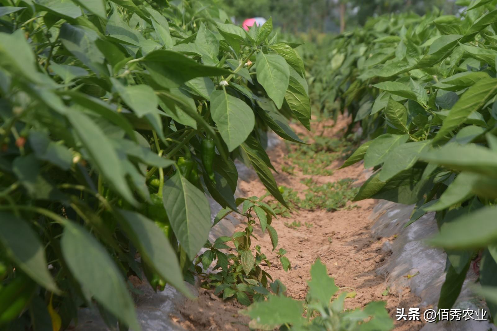 钙属于微量元素吗