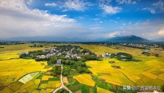 一级富硒大米多少钱