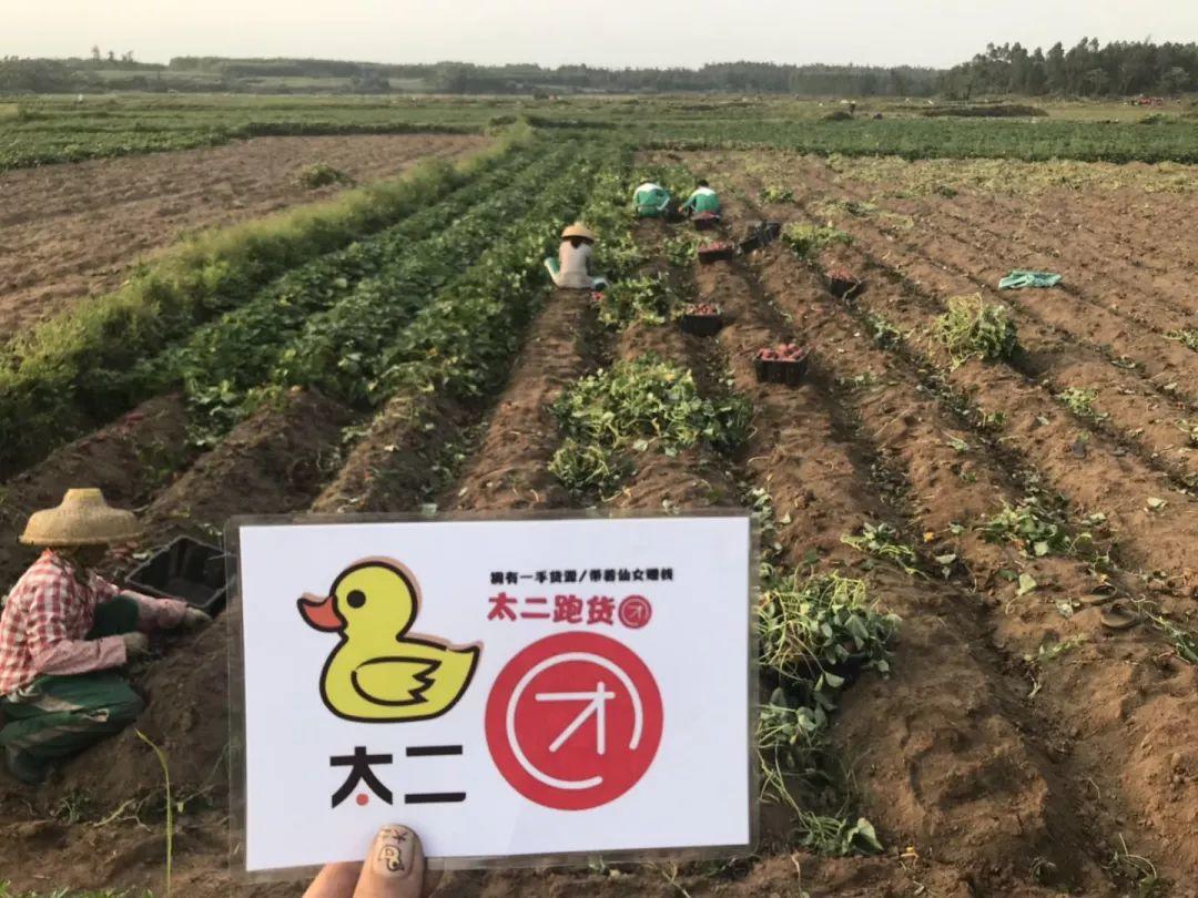 桥头富硒地瓜是哪里(桥头镇富硒地瓜)-硒宝网