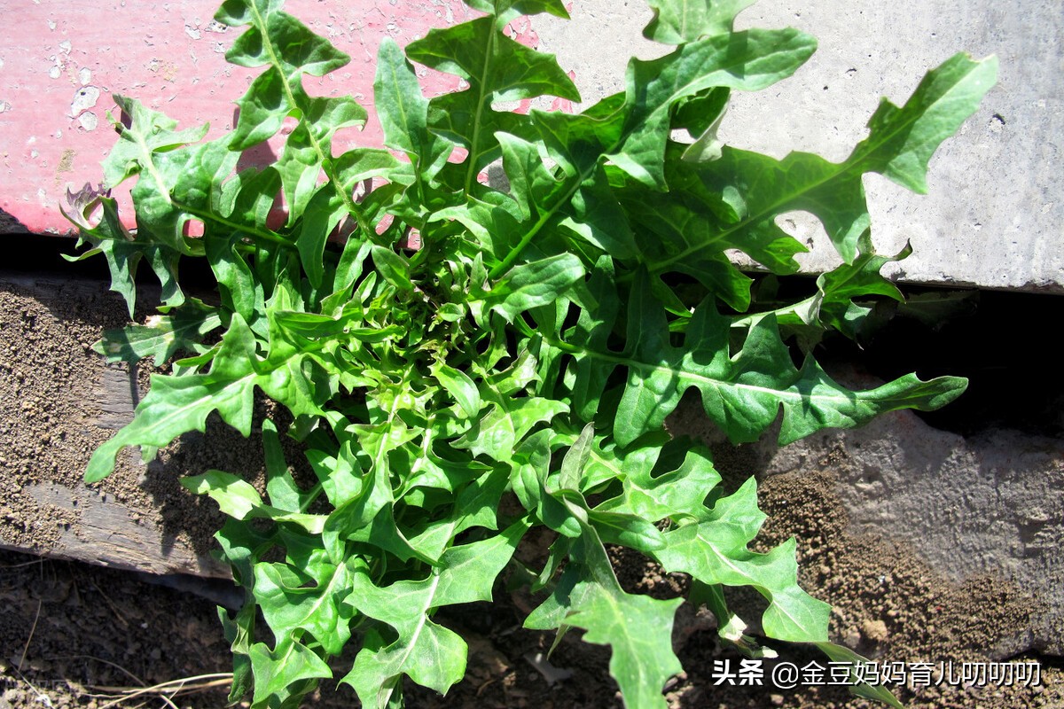 胡萝卜补钙吗