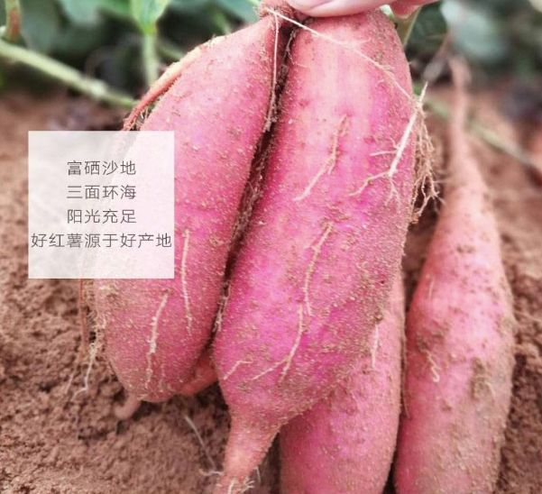 富硒地瓜怎么那么甜