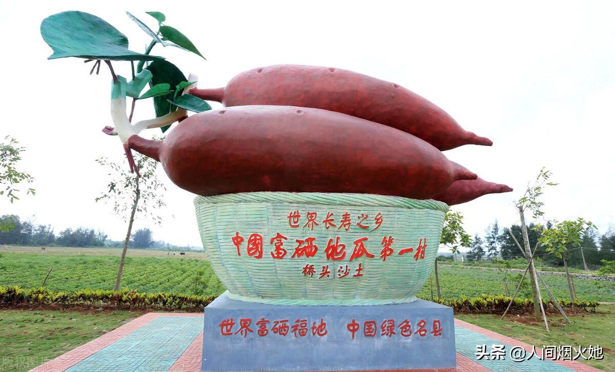 桥头富硒地瓜种植户(户桥头种植地瓜富硒基地地址)-硒宝网