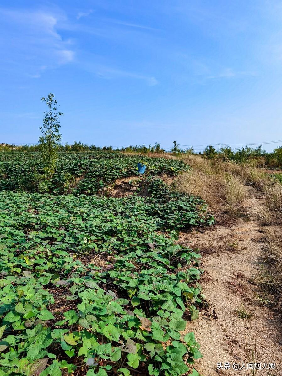 桥头富硒地瓜种植户(户桥头种植地瓜富硒基地地址)-硒宝网
