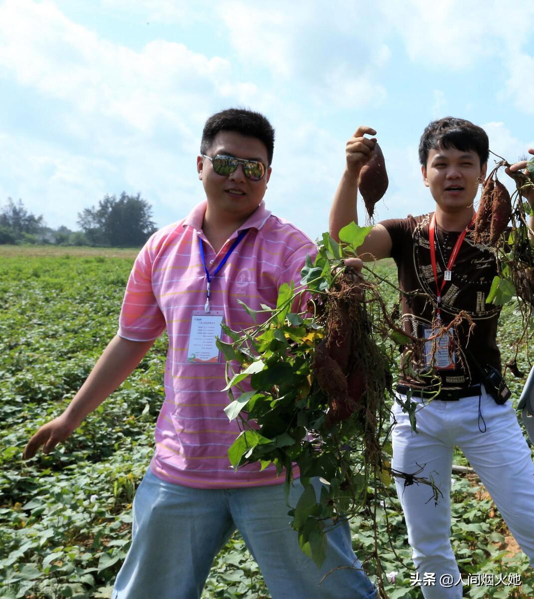 桥头富硒地瓜种植户(户桥头种植地瓜富硒基地地址)-硒宝网