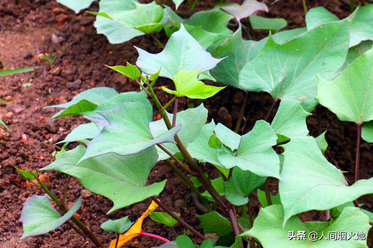 桥头富硒地瓜种植户(户桥头种植地瓜富硒基地地址)-硒宝网