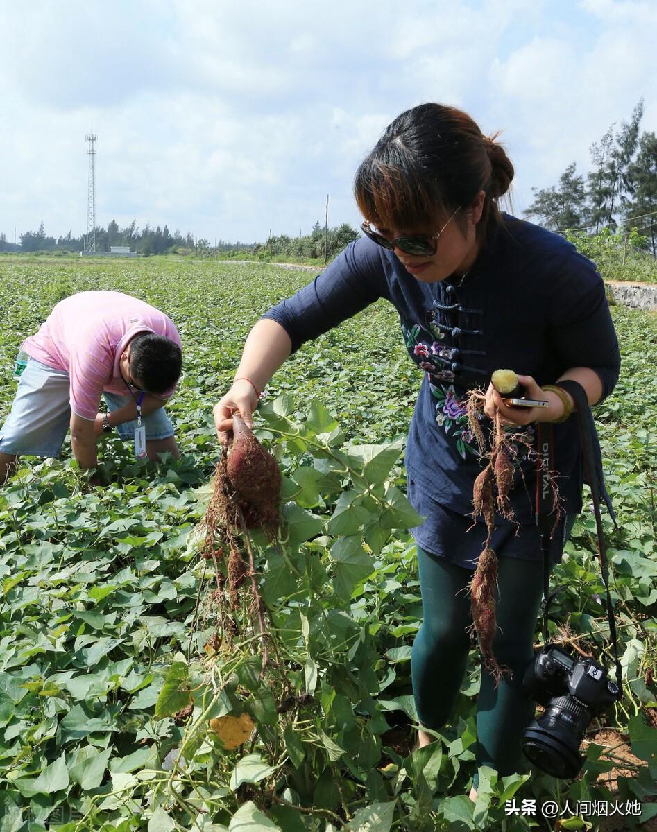 桥头富硒地瓜种植户(户桥头种植地瓜富硒基地地址)-硒宝网