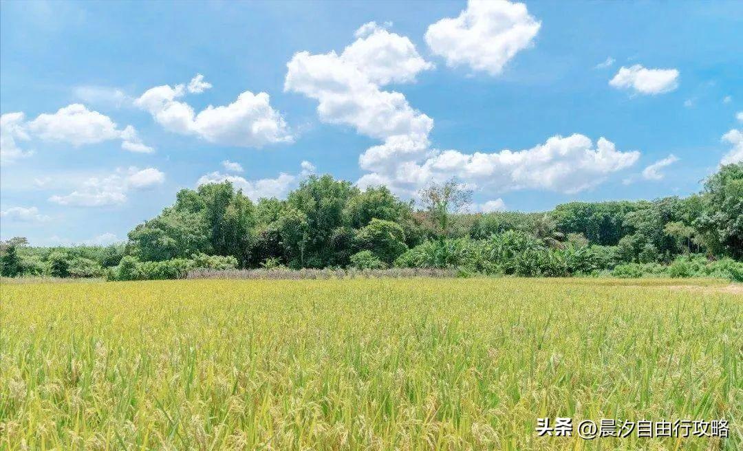 桥头富硒地瓜种植户