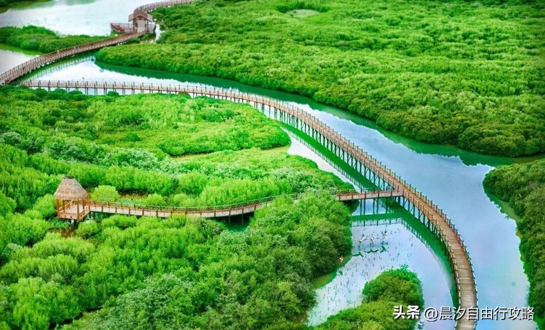 桥头富硒地瓜种植户
