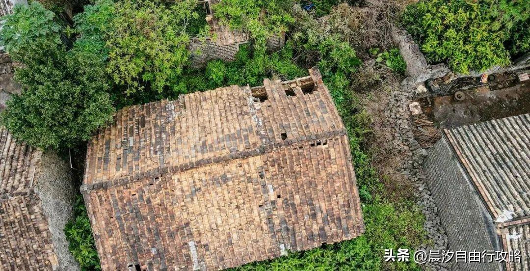 桥头富硒地瓜种植户