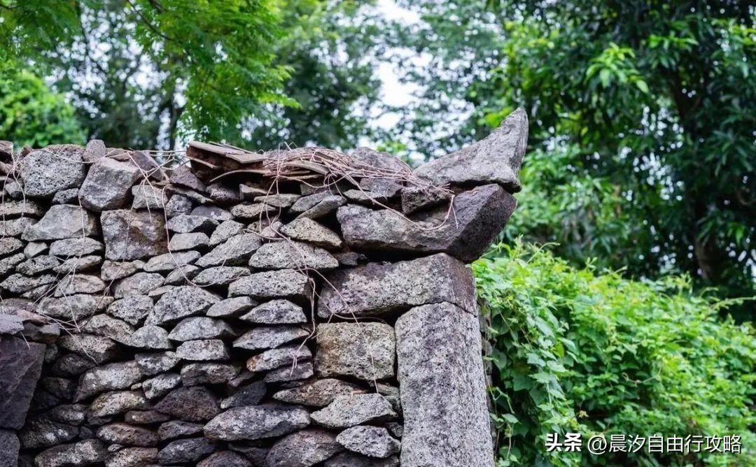 桥头富硒地瓜种植户