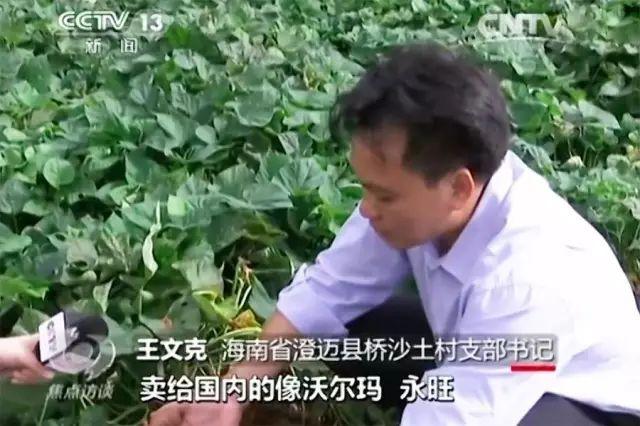 富硒地瓜哪产的好吃