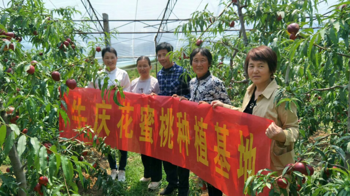 哪里有富硒地瓜苗子