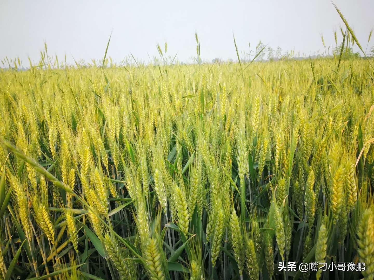 黑小麦富硒水饺面粉