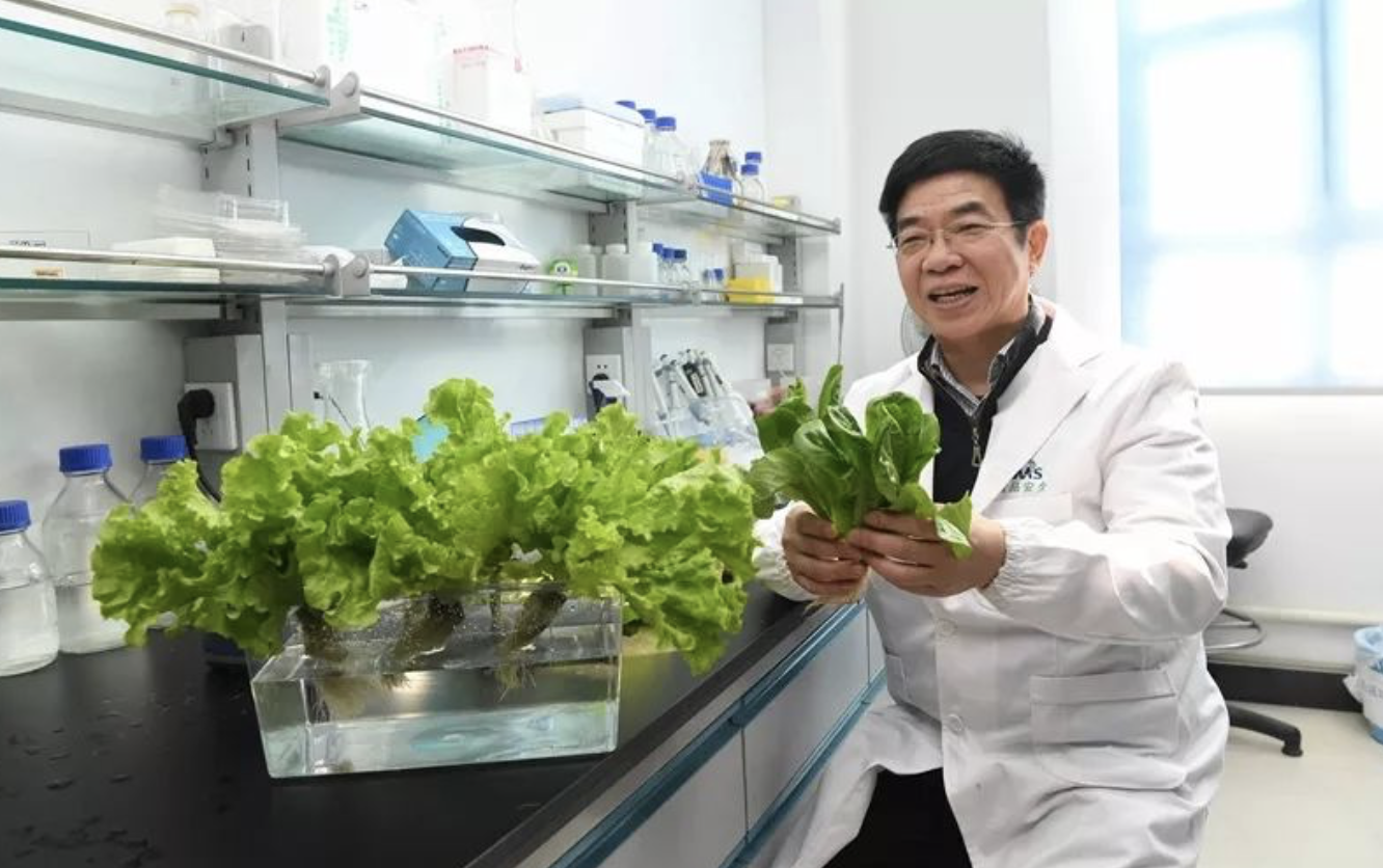 富硒水培蔬菜的营养