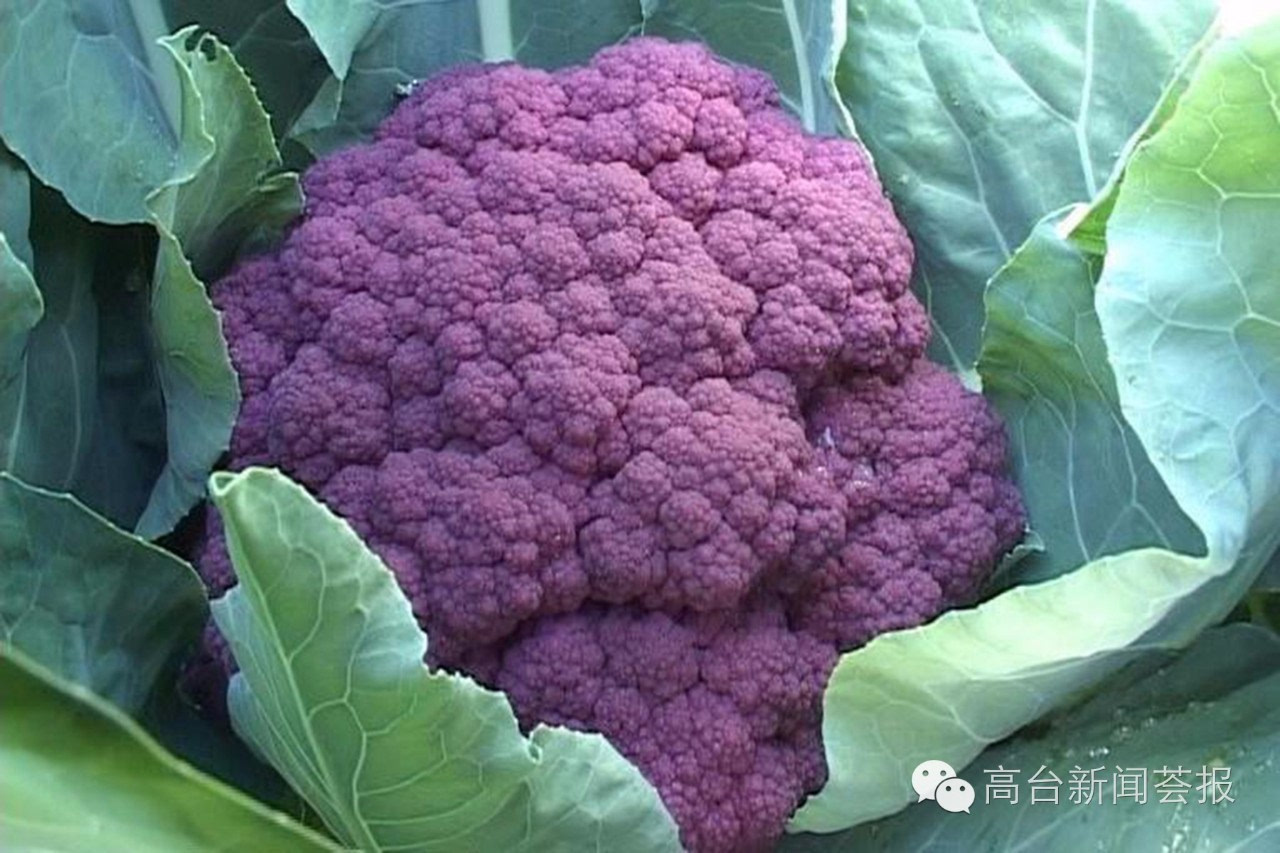 富硒蔬菜基地出租吗(蔬菜基地赚钱吗)-硒宝网