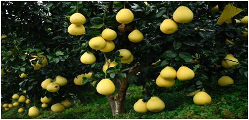 野三关高山富硒蔬菜(野三关富硒地)-硒宝网