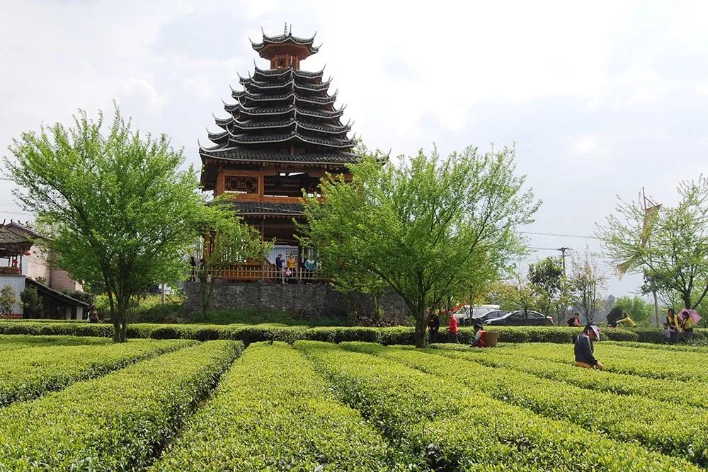 野三关高山富硒蔬菜(野三关富硒地)-硒宝网