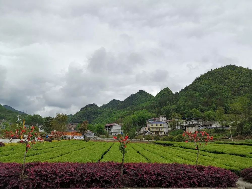 野三关高山富硒蔬菜(野三关富硒地)-硒宝网