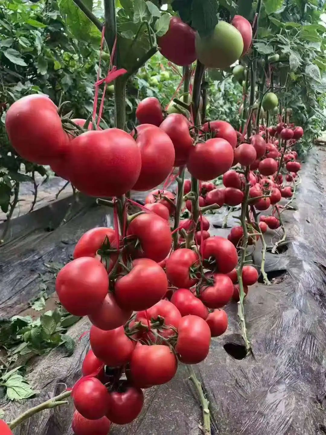 潭头村富硒蔬菜基地(富硒农场)-硒宝网