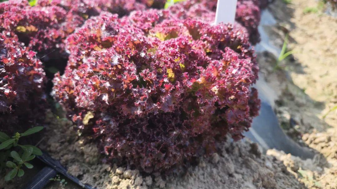 富硒水果酵素有哪些