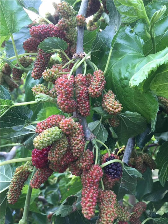 周村大自然水果哪家好,兜果果