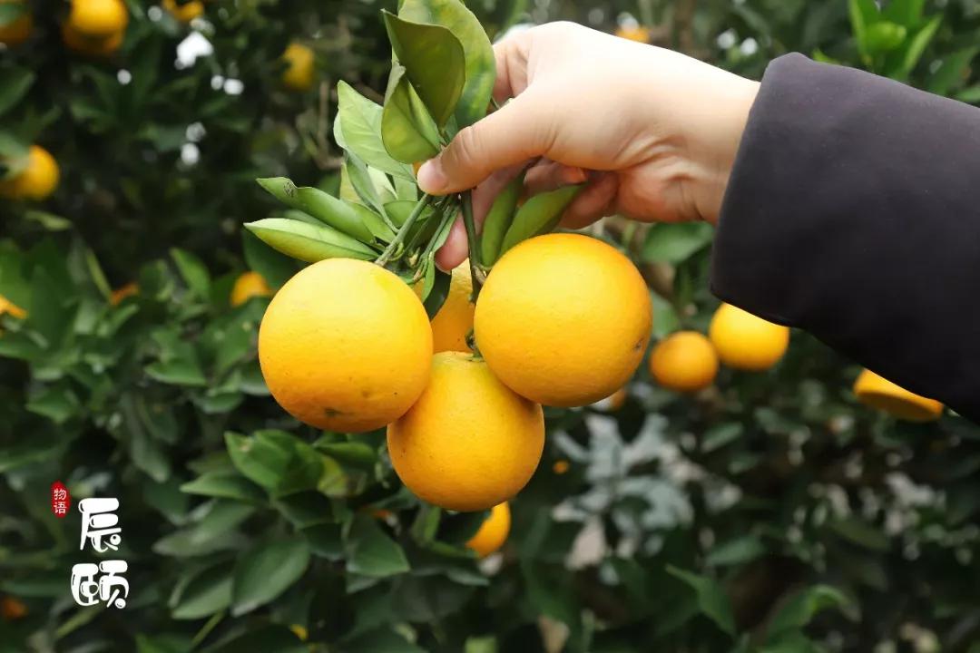 纯天然绿色富硒水果