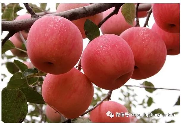 什么水果富硒多糖多