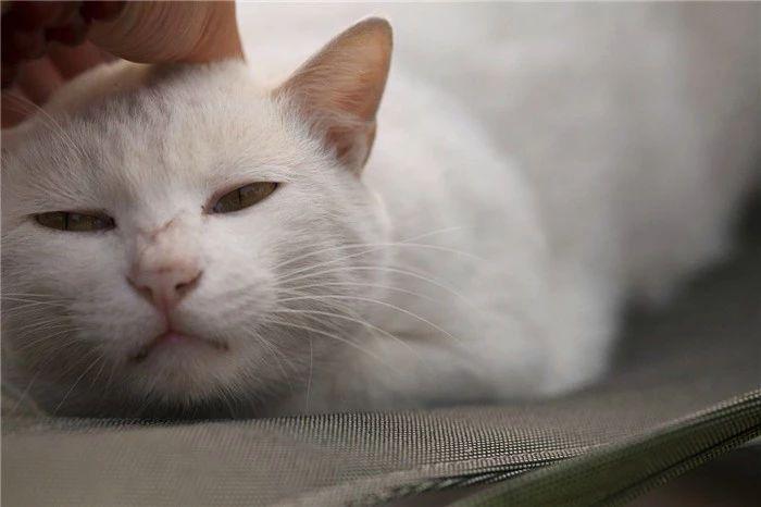 猫咪缺少微量元素怎么补