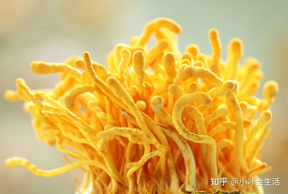 纳米硒源产品是什么(纳米硒的价格是多少)-硒宝网