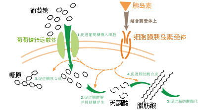 酵母硒产品都有什么
