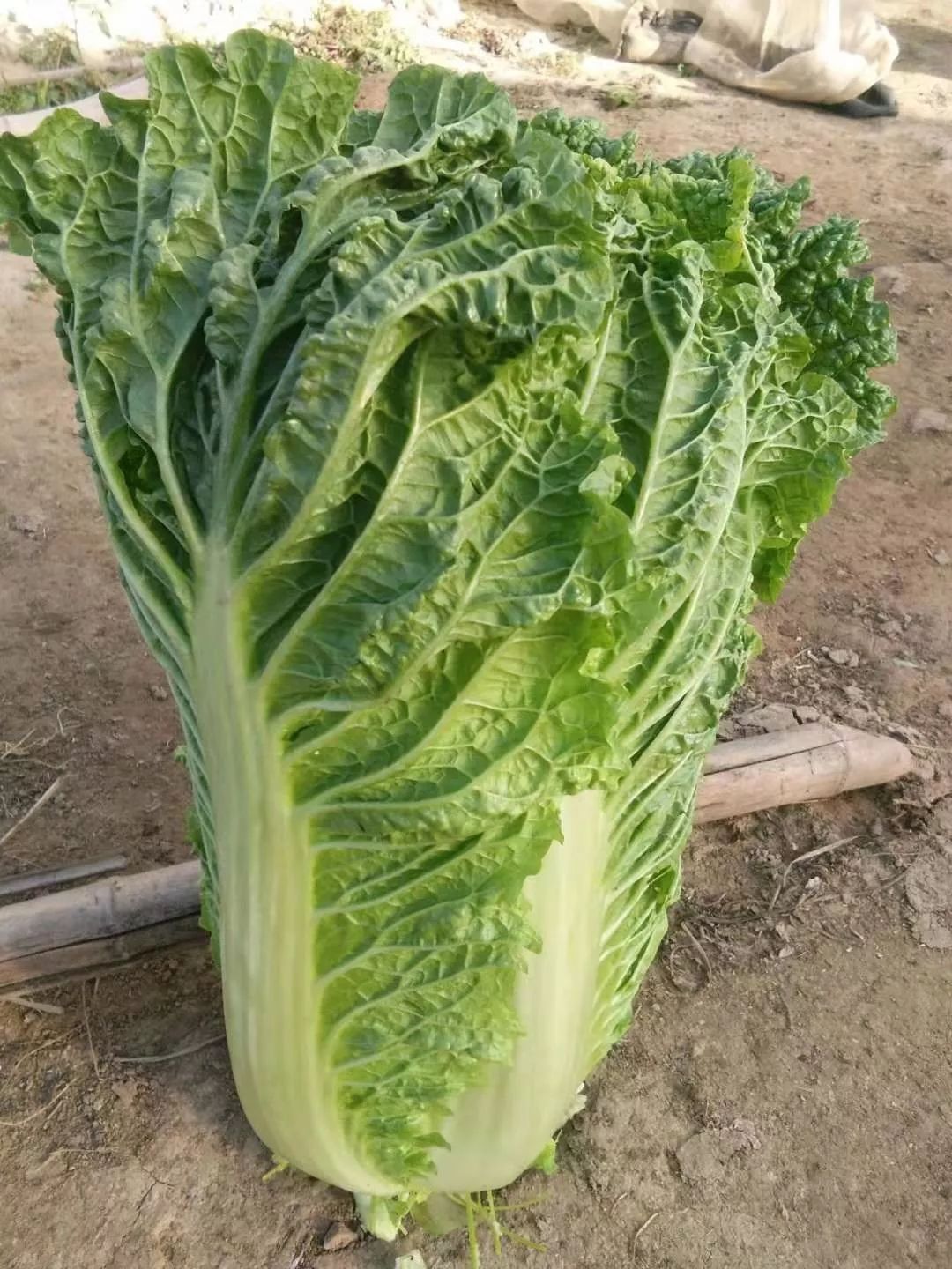 硒含量高的有机产品