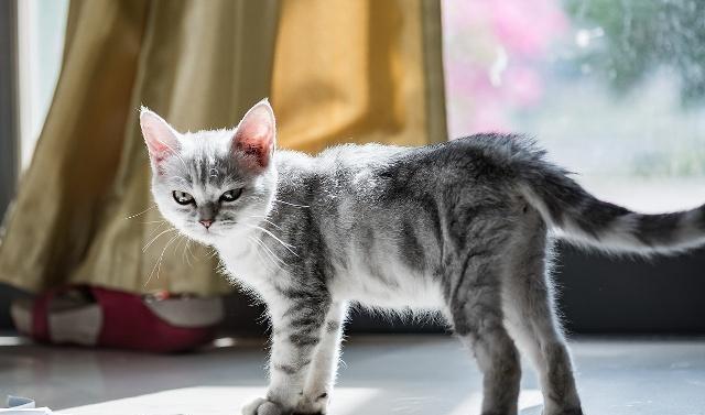 如何判断猫咪缺钙猫咪该如何补钙呢快来看这篇文章！
