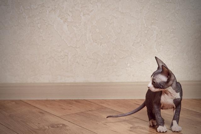 如何判断猫咪缺钙猫咪该如何补钙呢快来看这篇文章！