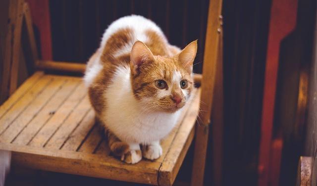 如何判断猫咪缺钙猫咪该如何补钙呢快来看这篇文章！
