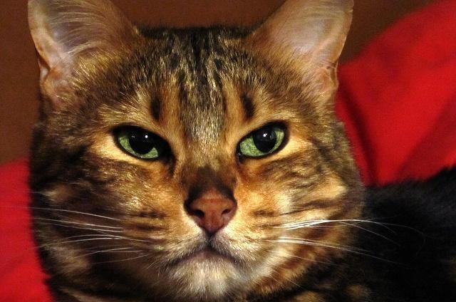 如何判断猫咪缺钙猫咪该如何补钙呢快来看这篇文章！