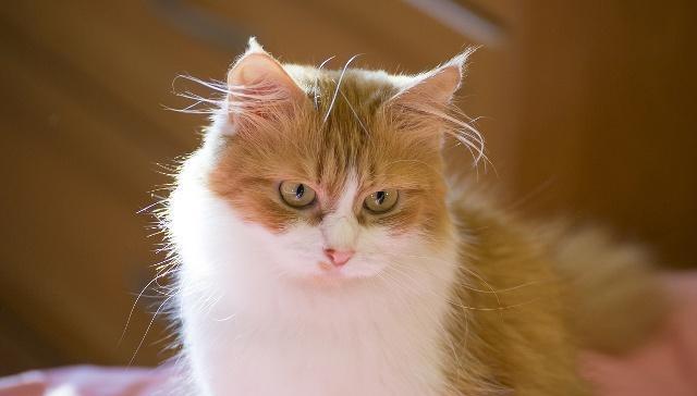 如何判断猫咪缺钙猫咪该如何补钙呢快来看这篇文章！