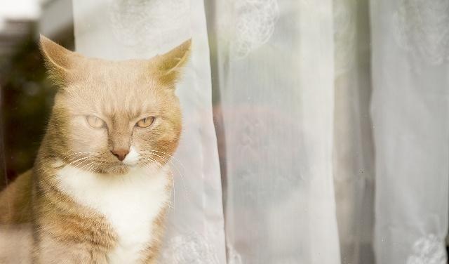 如何判断猫咪缺钙猫咪该如何补钙呢快来看这篇文章！