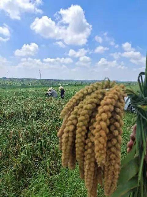 山东富硒农产品农?。ㄉ蕉晃┮悼萍加邢薰荆?硒宝网