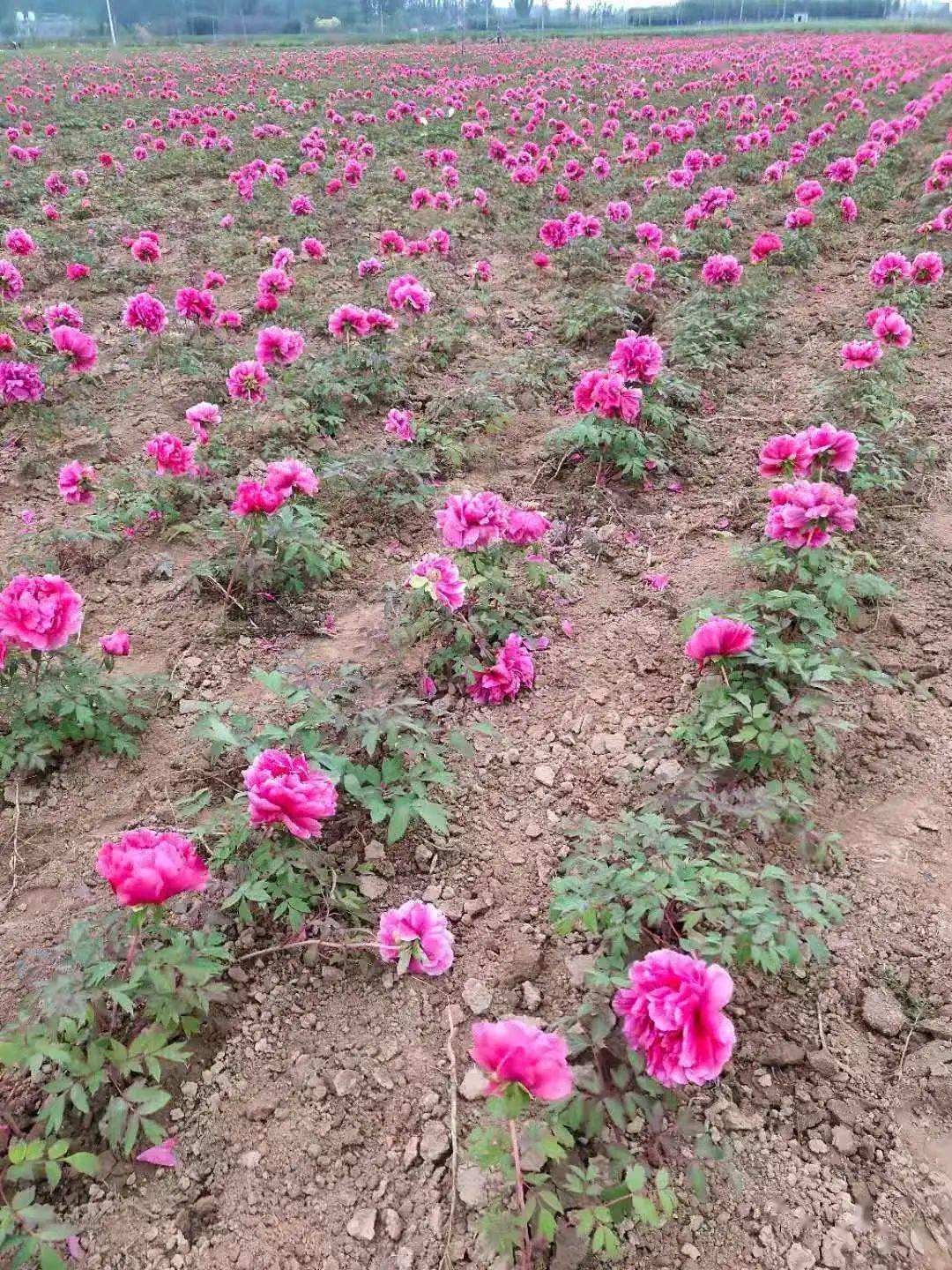 山东富硒农产品农场(山东富硒农业科技有限公司)-硒宝网
