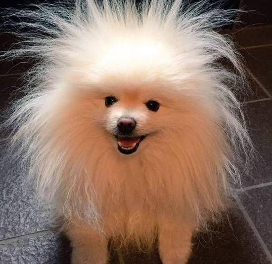 狗狗怎么补充微量元素