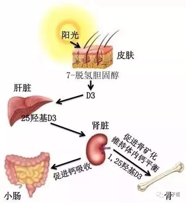 新生儿多久开始补钙