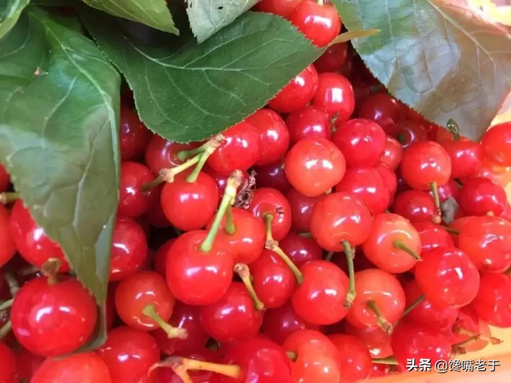苹果补铁吗
